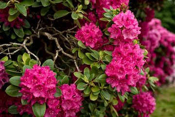 City Park, Grosser Garten in Dresden, Dresden, Saxony, rhododendrons, flowering bushes, flowers, red rhododendrons