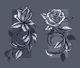 Graphic detailed graphic black and white roses flower with stem and leaves. On gray background. Vector icon set. Vol. 1 © GB_Art