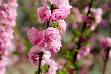 Fototapeta premium pink flowers in garden
