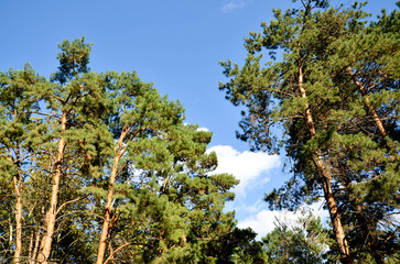 tree and blue sky