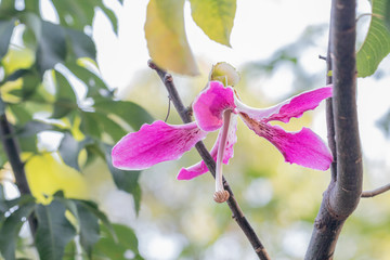 Silk floss tree (Ceiba speciosa)  in garden.