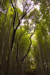 Arashiyama Bamboo Forest in Kyoto, Japan