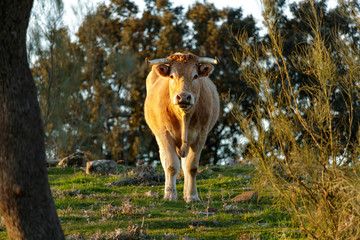 Brown and white cow staring at the camera in a wooded area