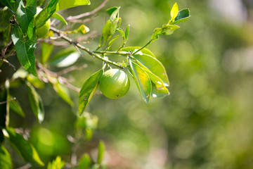 Green mandarins on a tree, greece mandarins