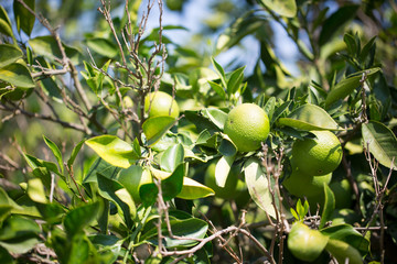 Green mandarins on a tree, greece mandarins