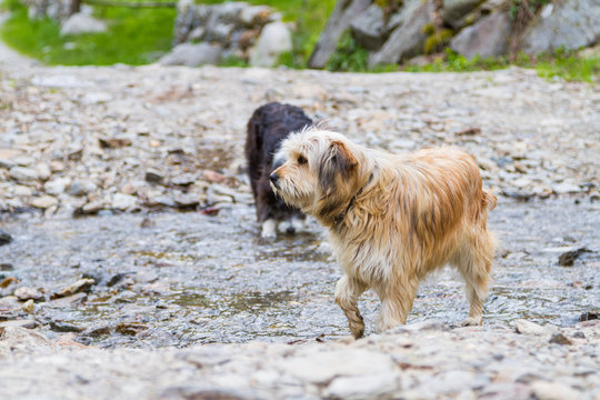 Dogs outdoor in a park along a river, Bichon Havanais breed