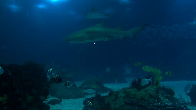 Aquarium tank with colorful marine fish happily swimming around a sandtiger shark, violet ray, ocean sunfish and devil ray with a variety of reef fish swimming around ocean underwater photography