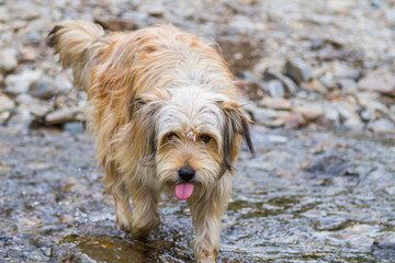 Naklejka na ściany i meble Dog outdoor in a park along a river, Bichon Havanais breed beige color