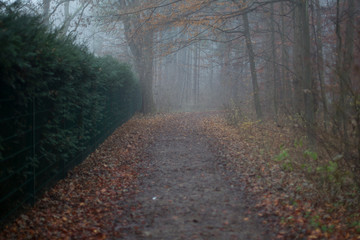 autumn forest road on a foggy morning
