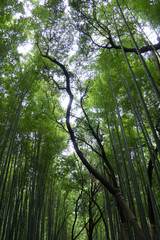Arashiyama Bamboo Forest in Kyoto, Japan