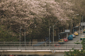 Landscape view of Paholyothin road near BTS Mo Chit on April 8, 2017 in Bangkok, Thailand. With full of Pink Trumpet Flower growing along the way including taxi and buses