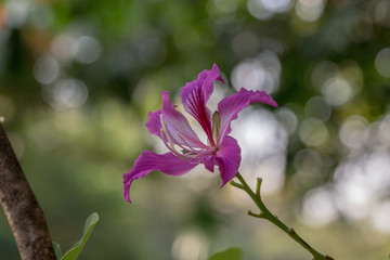 Fototapeta na wymiar Beautiful pink flower name Purple Orchid Tree, butterfly tree, or Hawaiian orchid tree in the garden. 