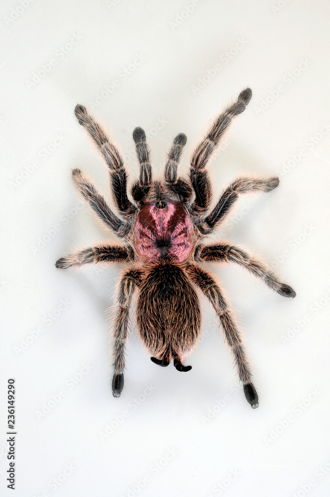 Wall mural Graue Chile-Vogelspinne (Grammostola porteri) - Chilean tarantula