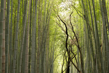 Arashiyama Bamboo Forest in Kyoto, Japan