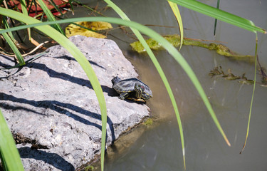 Turtle basks in the sun on a stone in the pond in summer