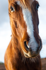 Horse face close up