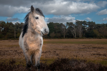 White horse in New Forrest
