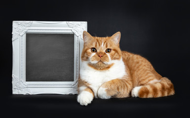 Cute youngster red tabby with white British Shorthair cat kitten laying side ways beside photo frame filled with blackboard, looking straight at lens with orange eyes. Isolated on black Background.