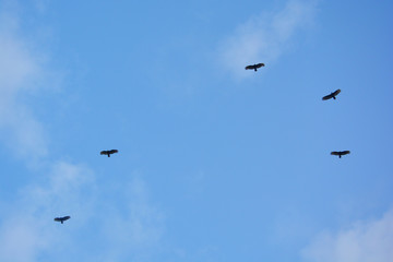 Obraz premium Birds hunt in the sky, Punta Cana, Bavaro, Dominican Republic