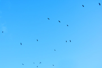 Birds hunt in the sky, Punta Cana, Bavaro, Dominican Republic