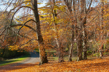 Fototapeta premium autumn in the park