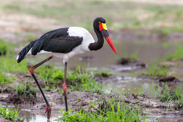 Saddle billed Sork in a small pond Kruger National Park in South Africa