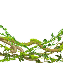 Twisted wild lianas branches background.