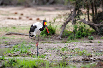 Saddle billed Sork in a small pond Kruger National Park in South Africa