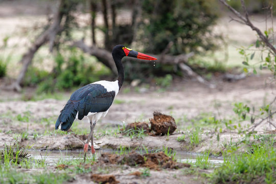 Saddle billed Sork in a small pond Kruger National Park in South Africa
