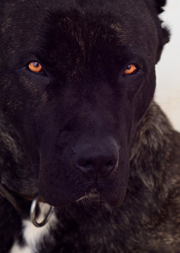 Big dog Perro de Presa Canario with beautiful sad eyes