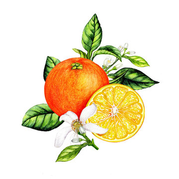 Isolated botanical illustration of orange fruit