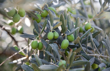 Olives on the tree