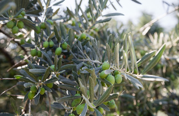 Olives on the tree