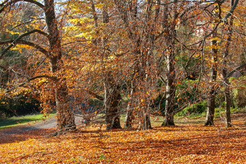 autumn in the park