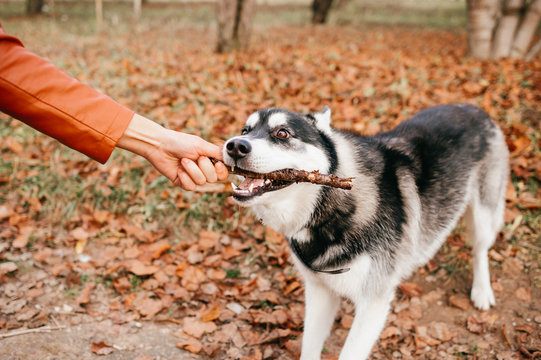 Close-up of Husky Dog takes stick out of hand