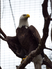 A close up photograph of a large bald eagle with white head and brown feathers in an artificial habitat sitting on a tree branch with metal mesh fencing beyond.