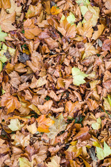 autumn leaves background