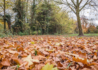 Naklejka premium low autumn leaves