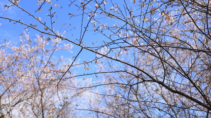 四季桜と青空