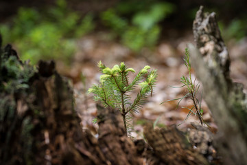 Fichtenschössling