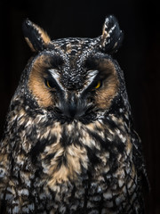 A close up wildlife photograph of a beautiful great horned owl with vivid orange or yellow eyes, speckled feathers, dark tones and black background at night.