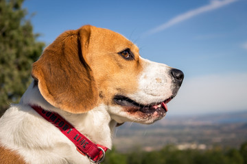 Retrato de bonito perro raza Beagle