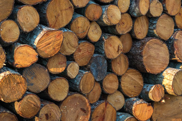 Preparation of firewood for the winter. firewood background, Stacks of firewood in the forest. Pile of firewood