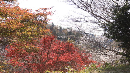 紅葉と四季桜