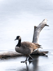 A single Canadian goose walks across a frozen pond in front of a bare tree log protruding out of the ice in the winter season in Wisconsin.