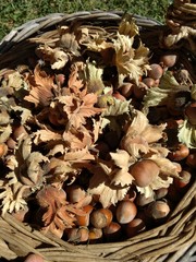 A close view of bunch of hazelnuts (Corylus avellana) inside their husks under the sunlight in a wicker basket on a green lawn