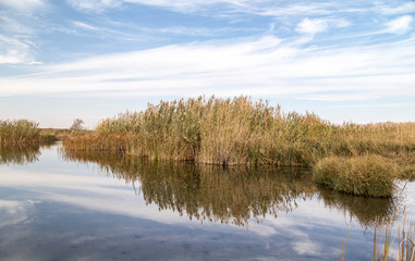 A beautiful river with reed on its shore and its reflection on the water.