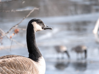 A closeup wildlife portrait of a wild Canadian goose looking into the frame with two other geese standing on the ice of a frozen pond blurred in the background beyond in winter.