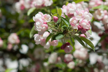pink flowers in the garden