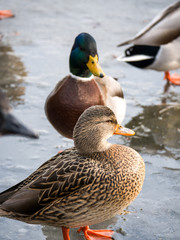 A beautiful winter wildlife photograph of a female and male mallard duck standing on ice on a frozen pond in rural Wisconsin.